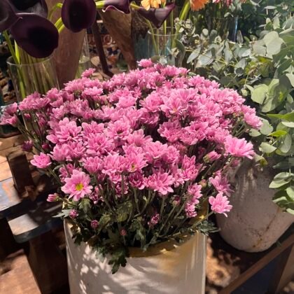 Pink Chrysanthemum