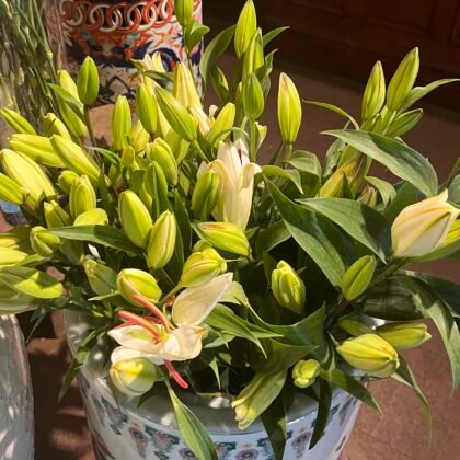 White lilies