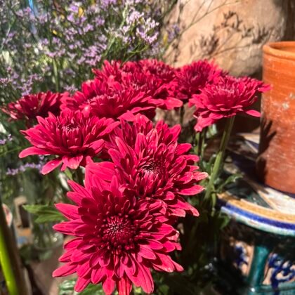 Red Chrysanthemum
